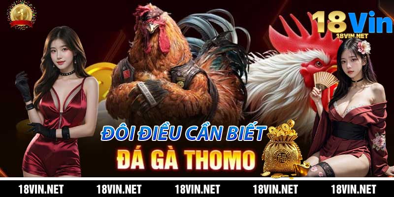 Đá Gà Thomo: Đôi Điều Bạn Cần Phải Biết