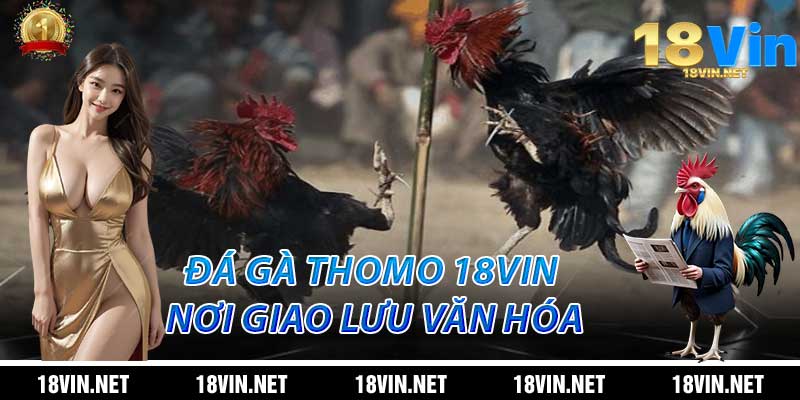 Đá Gà Thomo – Điểm Hẹn Văn Hóa Giữa Đam Mê và Truyền Thống